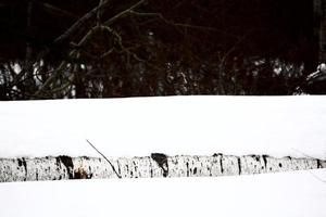 omgevallen boom in de sneeuw foto