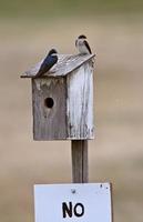 boomzwaluwen op vogelhuisje foto