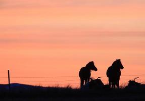 zonsondergang paarden in prairie canada foto