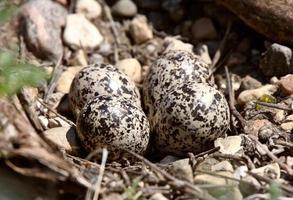 goed gecamoufleerde killdeer-eieren foto