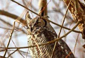 grote gehoornde uil zat in de winter boom foto