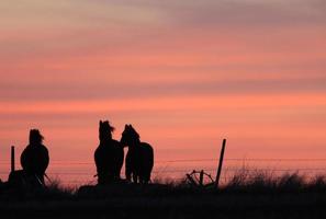 zonsondergang paarden in prairie canada foto
