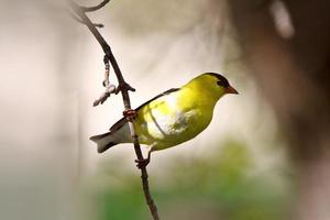 Amerikaanse distelvink neergestreken op tak foto