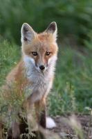 red fox pup buiten zijn hol foto