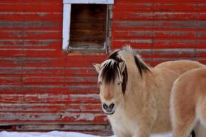 paard in de winter foto