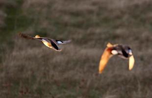 blauwe gevleugelde wintertaling die uit de vijver vliegt foto