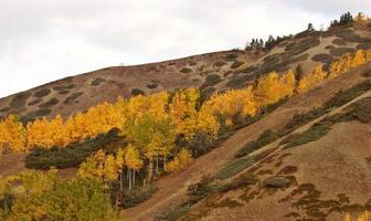 herfst gekleurde bomen op een heuvel in brits colombia foto