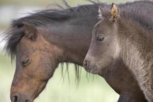 paard en veulen in de weide saskatchewan canada foto