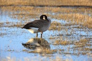 Canadese gans in nat boerenveld foto