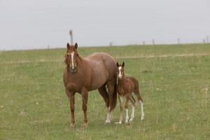 paard en veulen in de weide saskatchewan canada foto