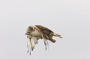 ijzerhoudende havik tijdens de vlucht bij nest saskatchewan canada foto