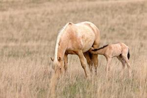 paard en veulen in de weide saskatchewan canada foto