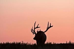 silhouet van mannelijke eland foto