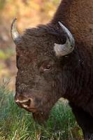 buffel langs de snelweg van Alaska foto