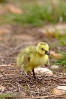 baby ganzen gansjes in gras saskatchewan foto