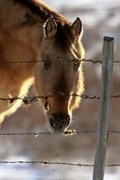 paard in de winter foto