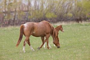 paard en veulen in de weide saskatchewan canada foto