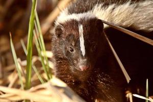 gestreept stinkdier in moeras foto