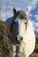 paarden in winterstorm foto