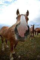 dray paarden in een saskatchewan weiland foto
