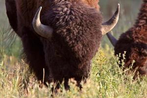 buffels grazen in sloot langs de snelweg van alaska foto