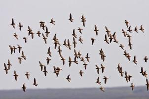 luchtvertoning door kustvogels foto