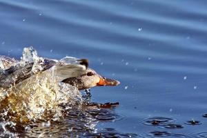 noordelijke shovelduivin in bermvijver foto