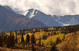 herfstkleurige espen tussen lodgepole dennen foto