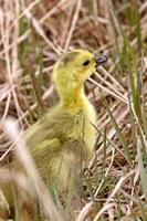 baby ganzen gansjes in gras saskatchewan foto