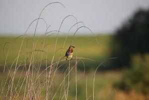 Pestvogel op een plantenstengel in het schilderachtige Saskatchewan foto