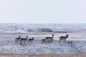 antilope in de winter canada foto