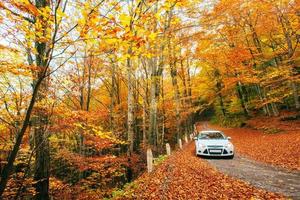 witte auto op een bospad. gouden herfst foto