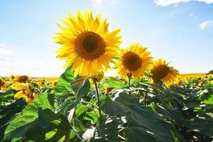 zonnebloemveld met bewolkte blauwe lucht foto