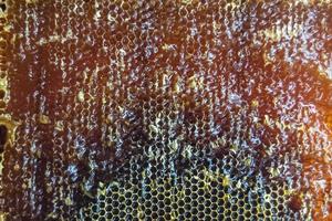 honingraat van bijenkorf gevuld met gouden honing foto