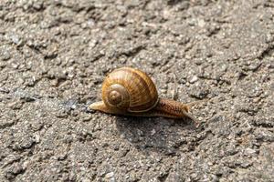 grote tuinslak in schelp kruipend op natte weg foto