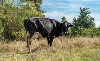 fotografie op thema mooie grote melkkoe foto