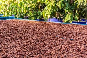 biologische cacaobonen drogen in de zon op de boerderij foto