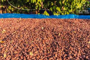 biologische cacaobonen drogen in de zon op de boerderij foto