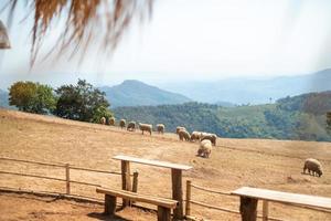 schapenboerderij op doi chang, chiang rai, thailand foto