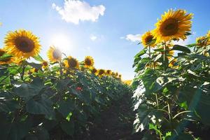 zonnebloemveld met bewolkte blauwe lucht foto