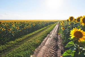 zomerlandschap met een veld met zonnebloemen, een onverharde weg foto