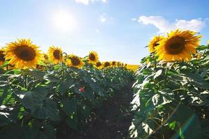 zonnebloemveld met bewolkte blauwe lucht foto