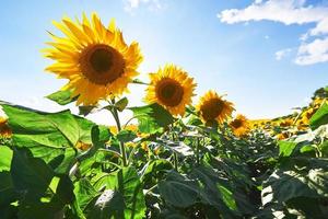 zonnebloemveld met bewolkte blauwe lucht foto