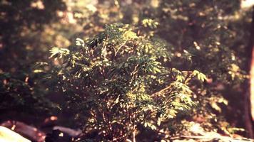 prachtige groene bosopen plek in het licht van de zon foto