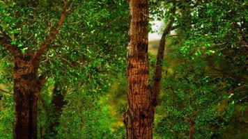 panoramisch uitzicht op het majestueuze altijd groene bos in een ochtendmist foto