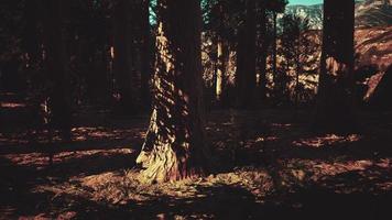 schaal van de gigantische sequoia's van sequoia nationaal park foto