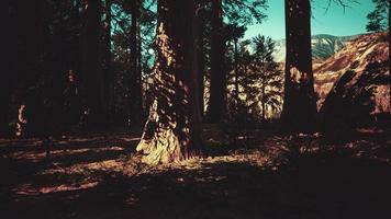 gigantische sequoia-bomen torenhoog boven de grond in sequoia nationaal park foto