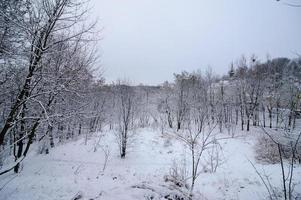 winters landschap. sneeuw bedekte alle bomen. sneeuw ligt op de takken. foto