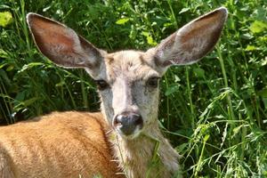 close-up van muilezelherten doe foto