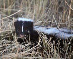 jong stinkdier in een sloot langs de weg in Saskatchewan foto